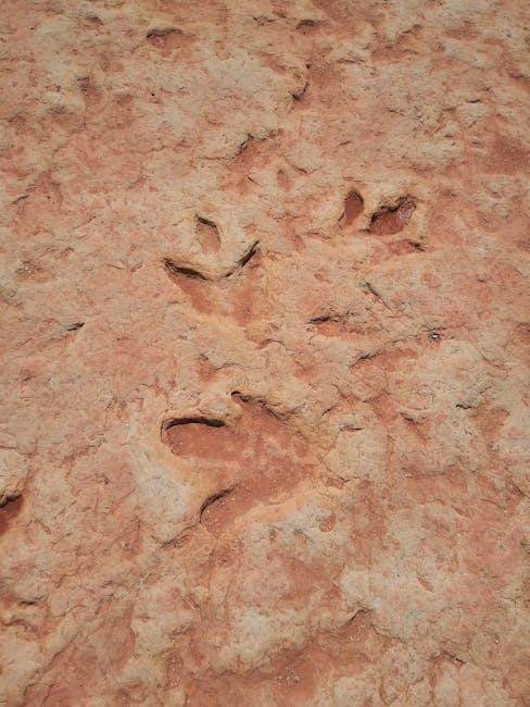 Dinosaur footprints unknowingly displayed in a high school for 20 years