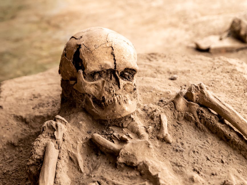 1.4-million-year-old bones deepen mystery of who reached Europe first