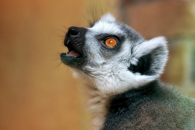 Dwarf Lemurs Combat Aging During Hibernation by Reversing Their Cellular Clocks