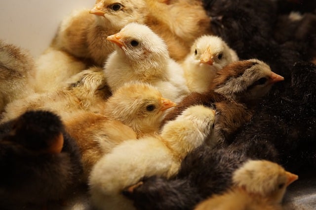 Vaccinating poultry could help cut soaring egg prices but US remains hesitant