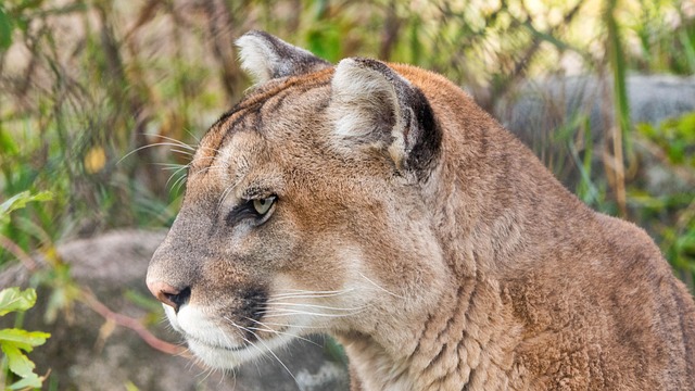 Cougar cubs spotted in Michigan for first time in over a century