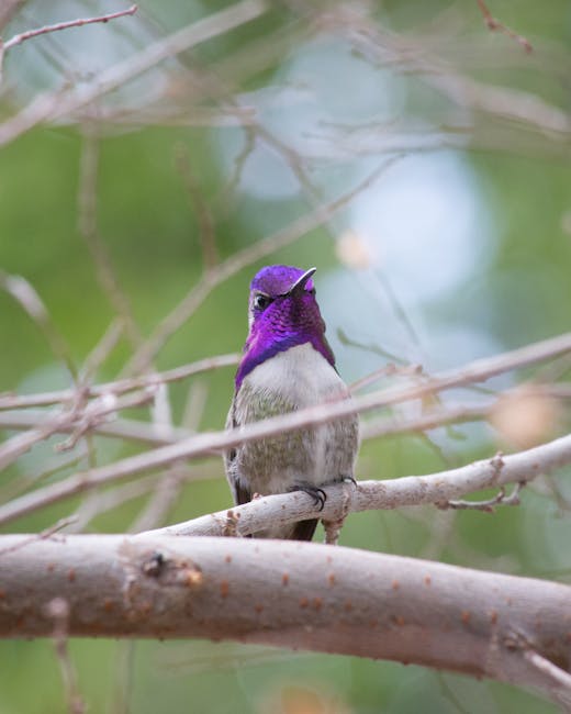 Baby hummingbird appears to mimic caterpillar to avoid death