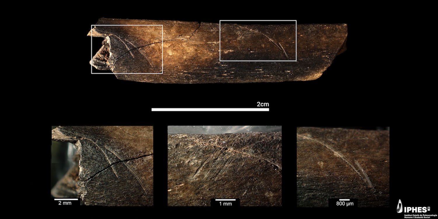 Rib of a small animal with cut marks recovered at level TE7 of the Sima del Elefante (Sierra de Atapuerca, Burgos). Lower left, cut marks interrupted by a fissure. In the center, cut marks interrupted by abrasion striations (trampling). On the right, detail of the cut mark.
Credit: Nature / Maria D. Guillén / IPHES-CERCA.