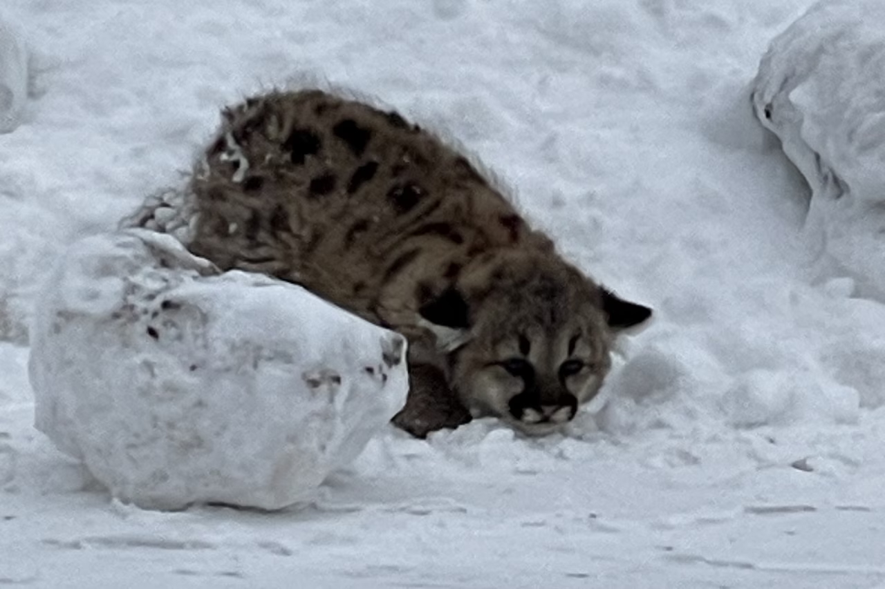 Cougar kitten crouching in the snow