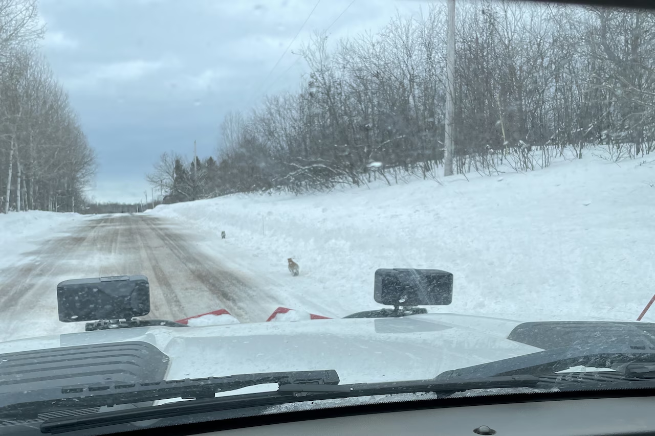 Cougar kittens running on snowy side of the road as seen from inside a vehicle