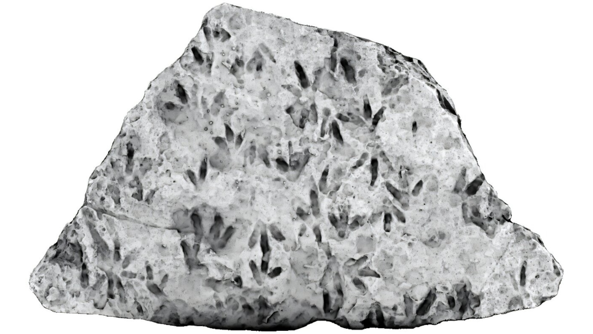 An undated handout photo released by the University of Queensland shows an image of the boulder using 3D imaging and light filters showing the dinosaur footprints.