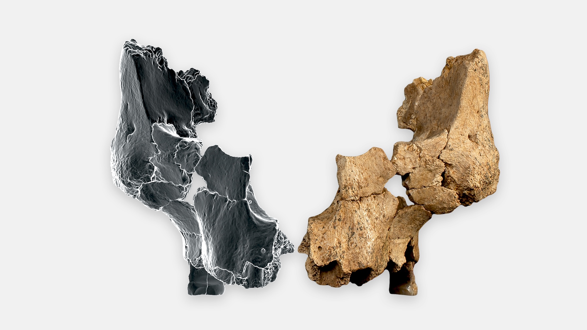 Original fossil (ATE7-1) alongside the mirrored right side by means of virtual 3D imaging techniques of the face of a hominin assigned to Homo aff. erectus found in level the TE7 of Sima del Elefante site.