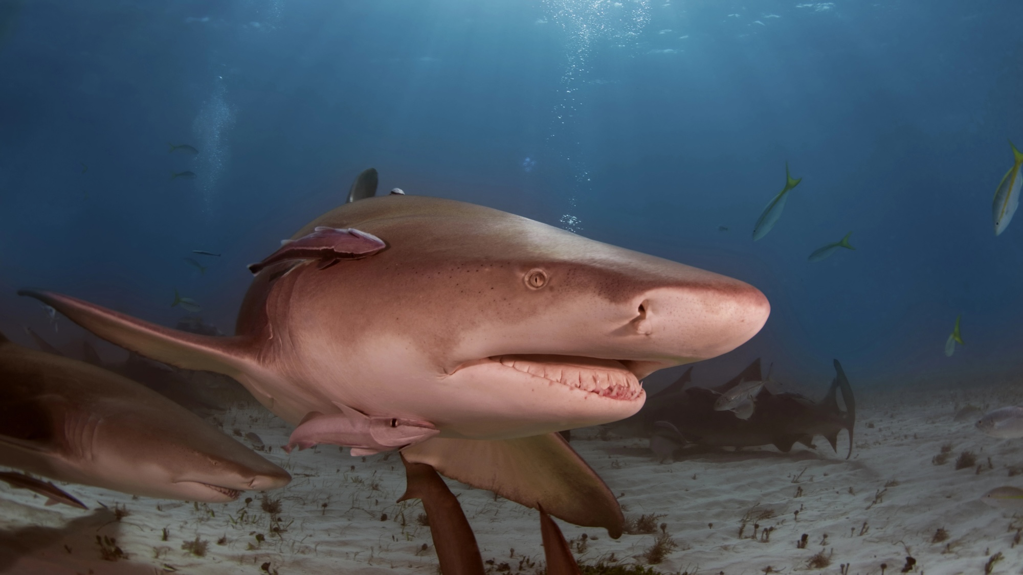 Close up of lemon shark