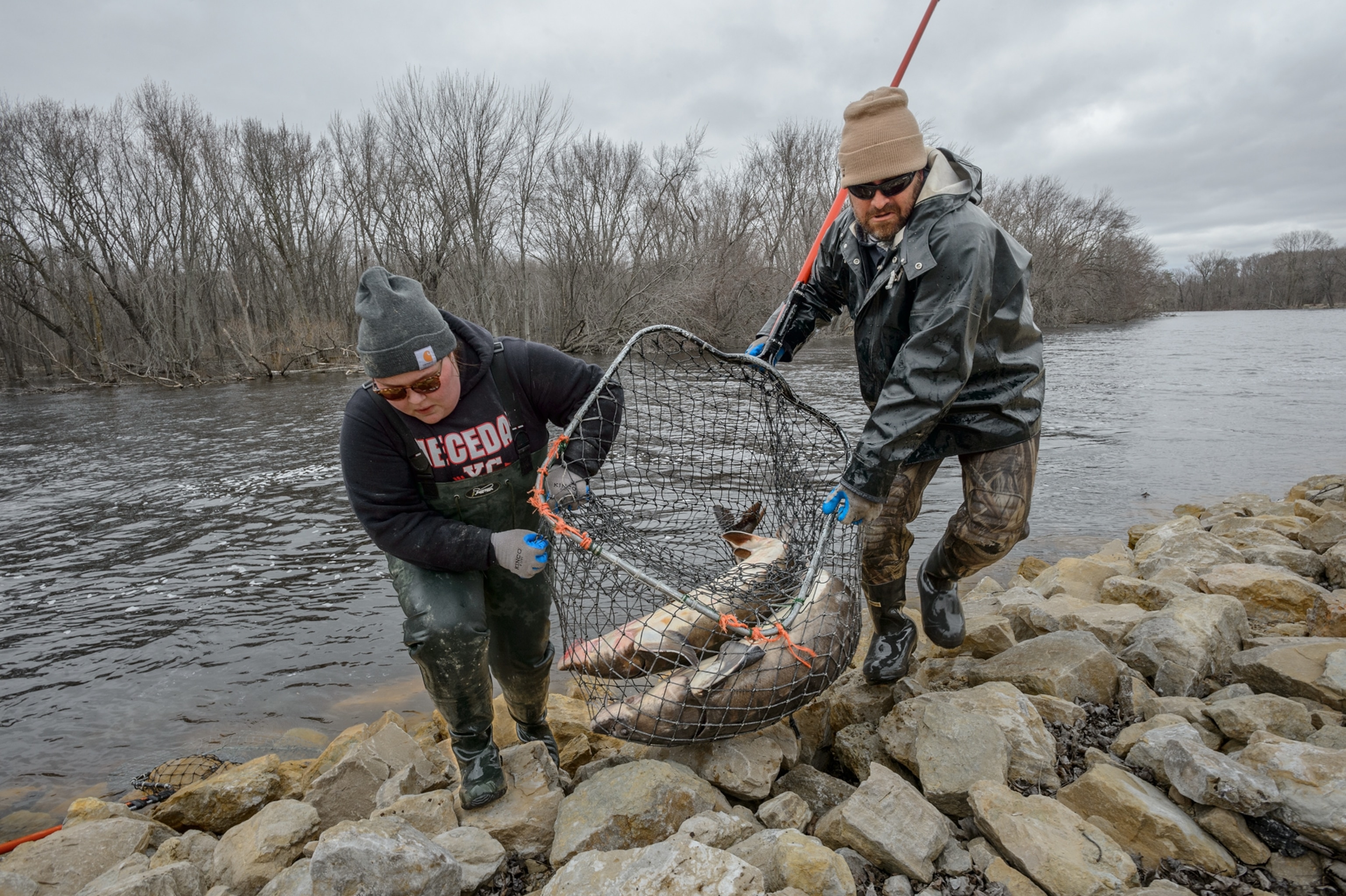 Two men carefully step over rocks, holding a large net with two sturgeons together.