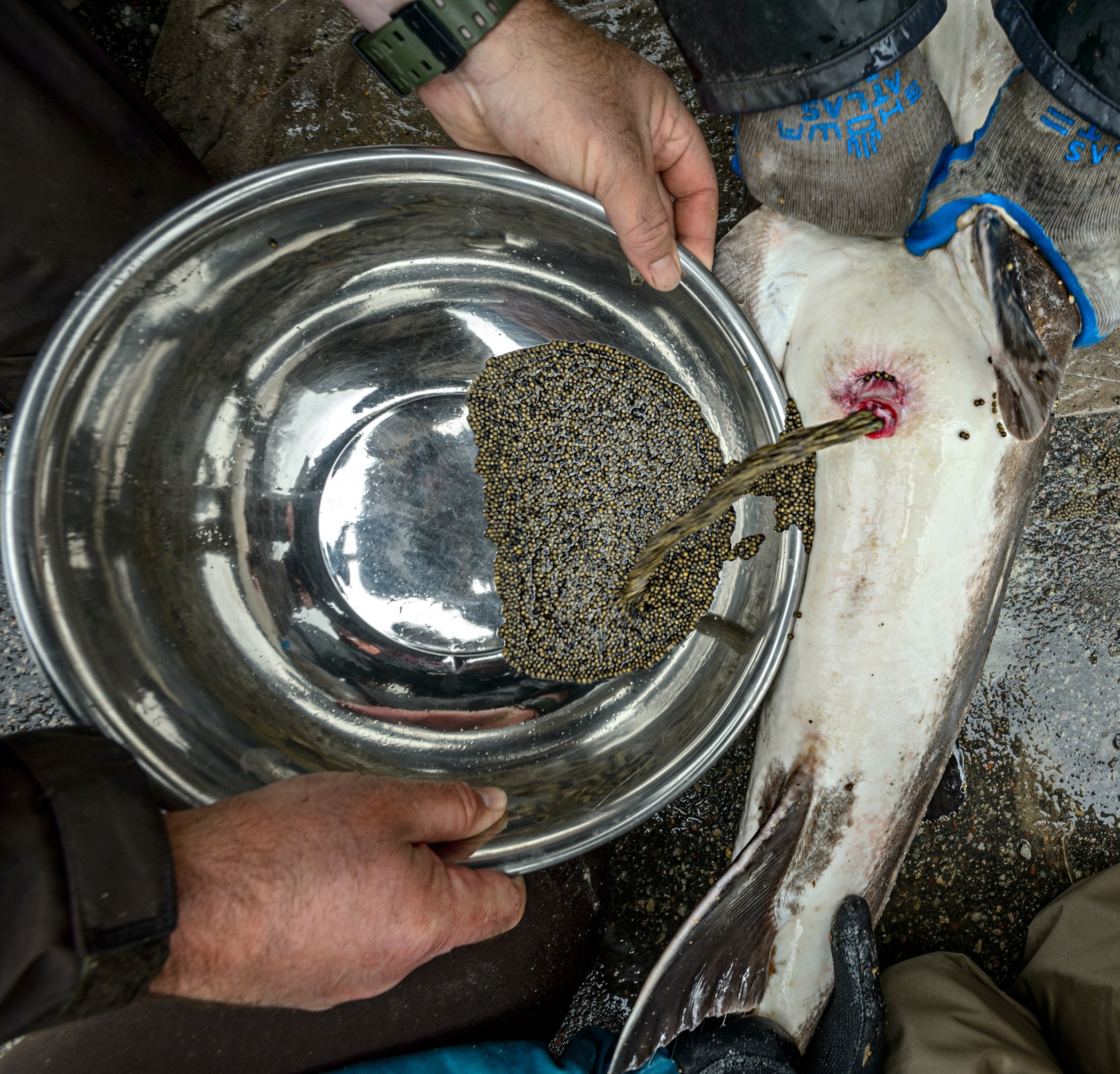 Eggs are extruded from a female sturgeon into a metal bowl