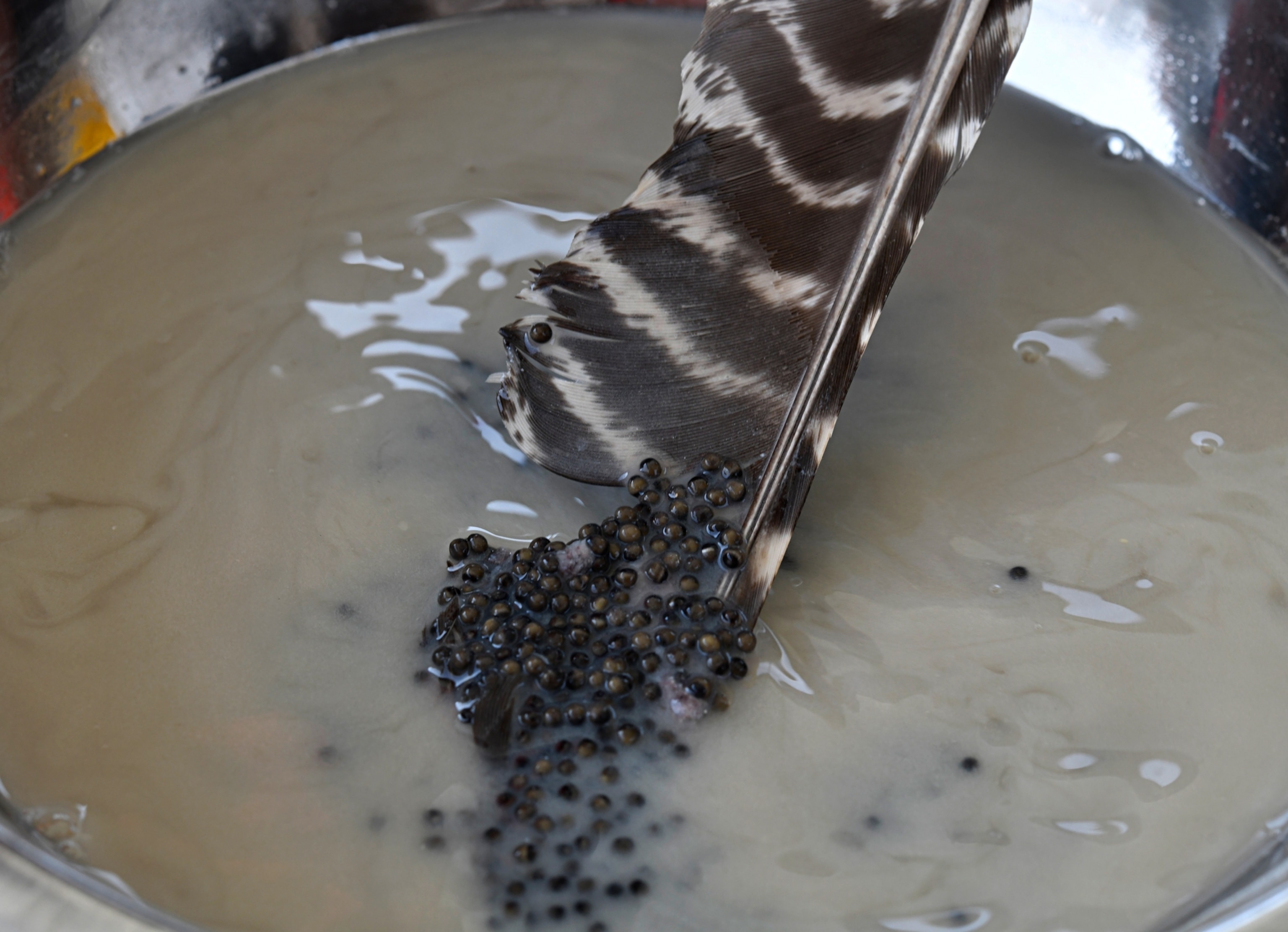A turkey feather mixes eggs and sperm in a metal bowl