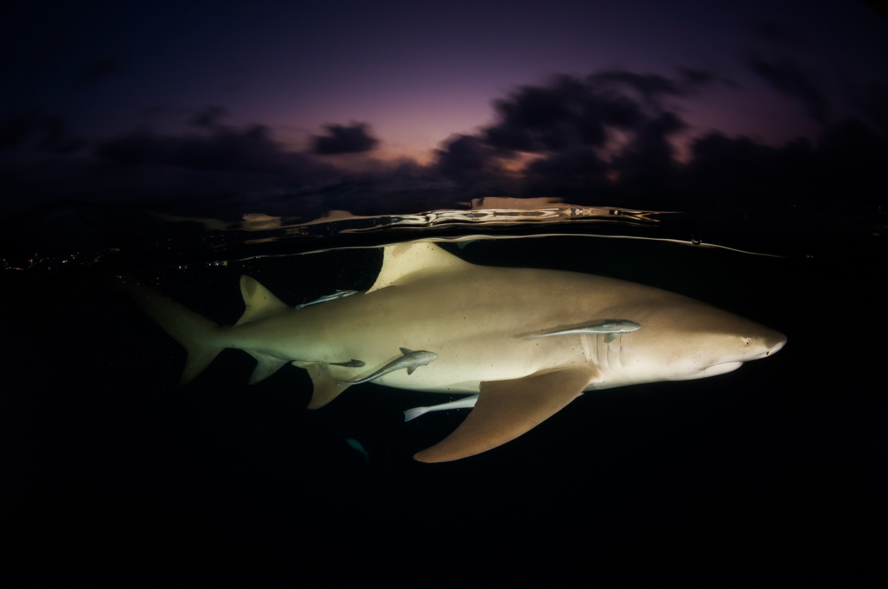 A lemon shark just below the water's surface with a sunset sky at dusk seen above the water.
