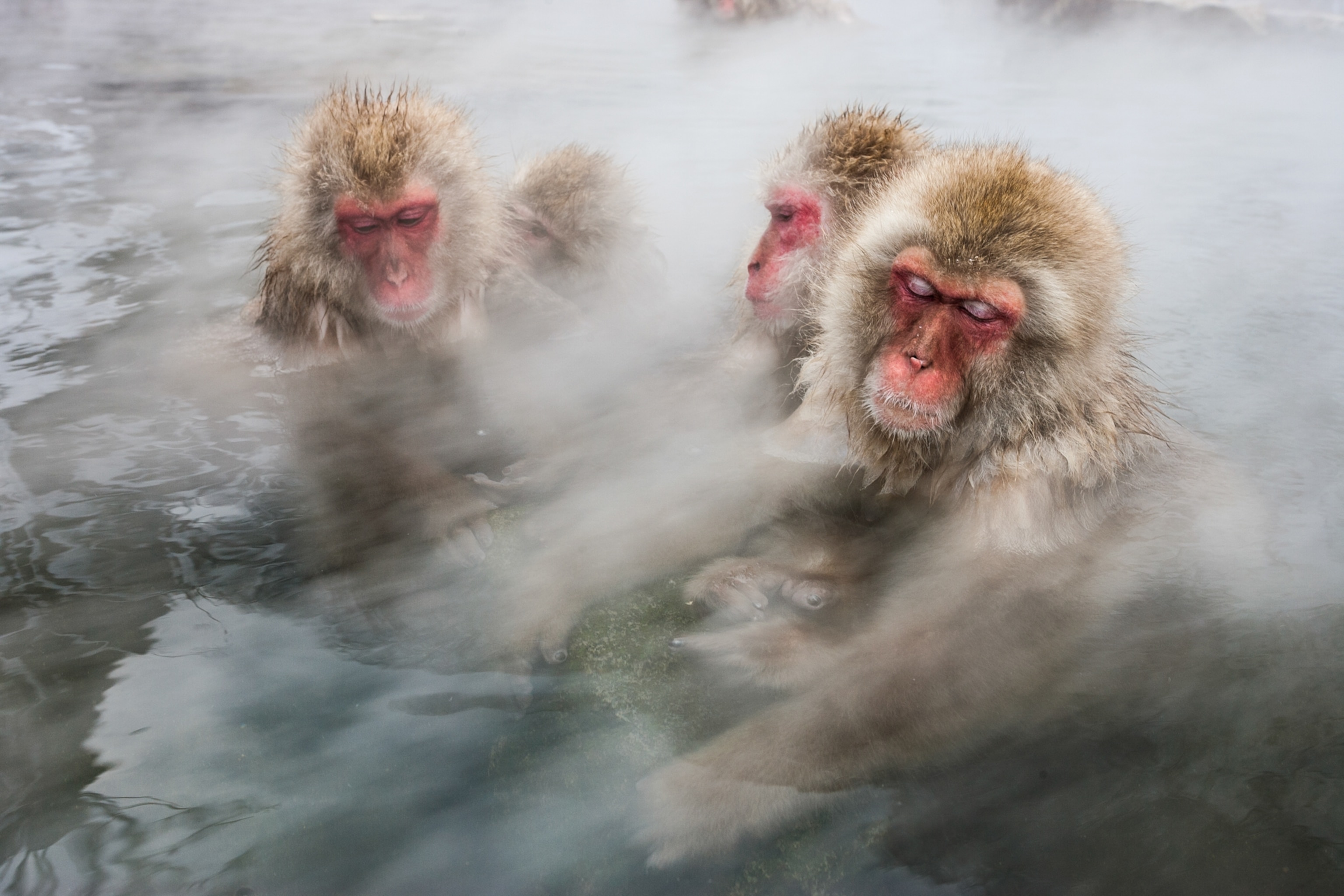 A group of Jacques in water.