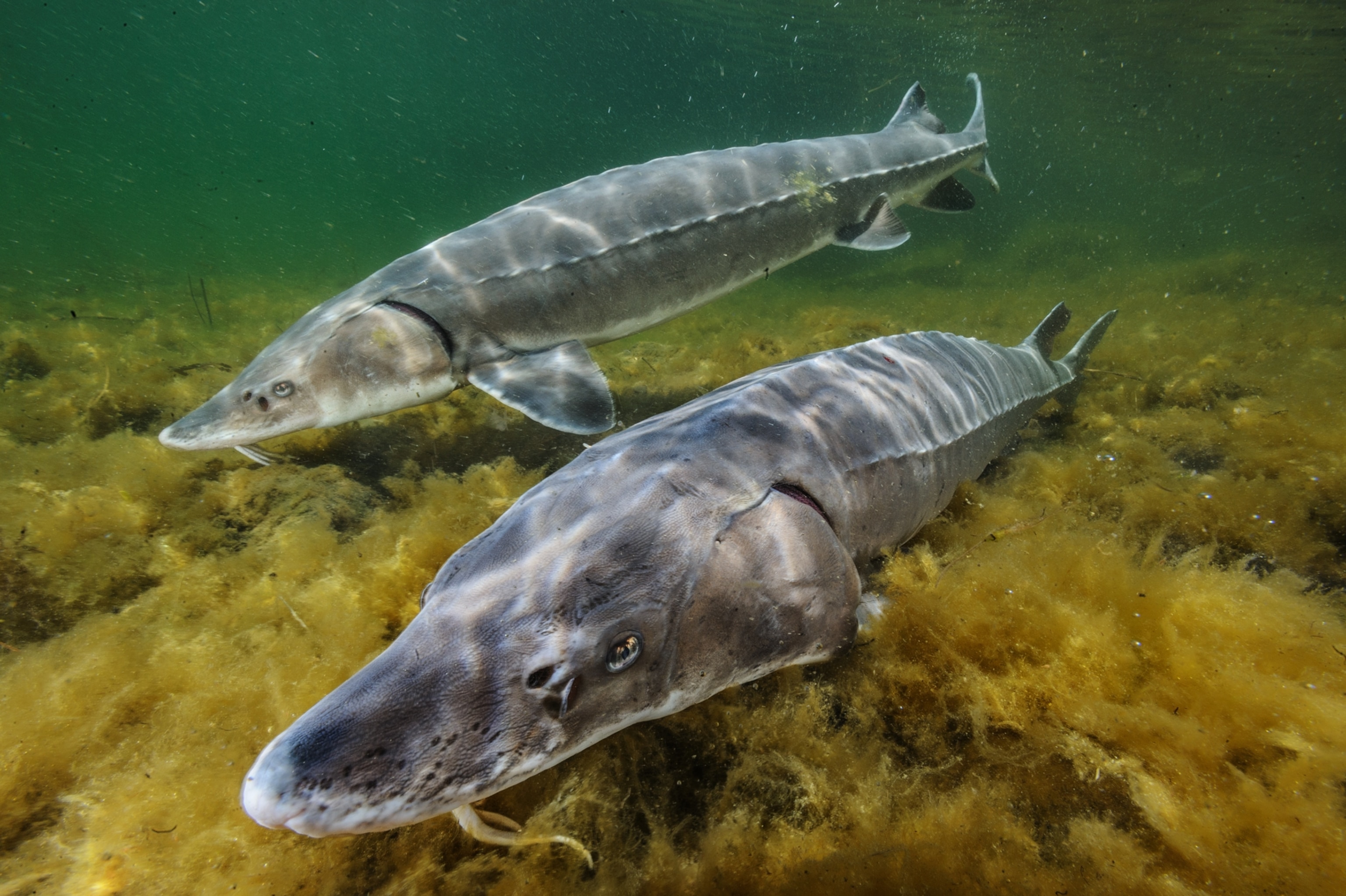 Two large sturgeon swim across the frame