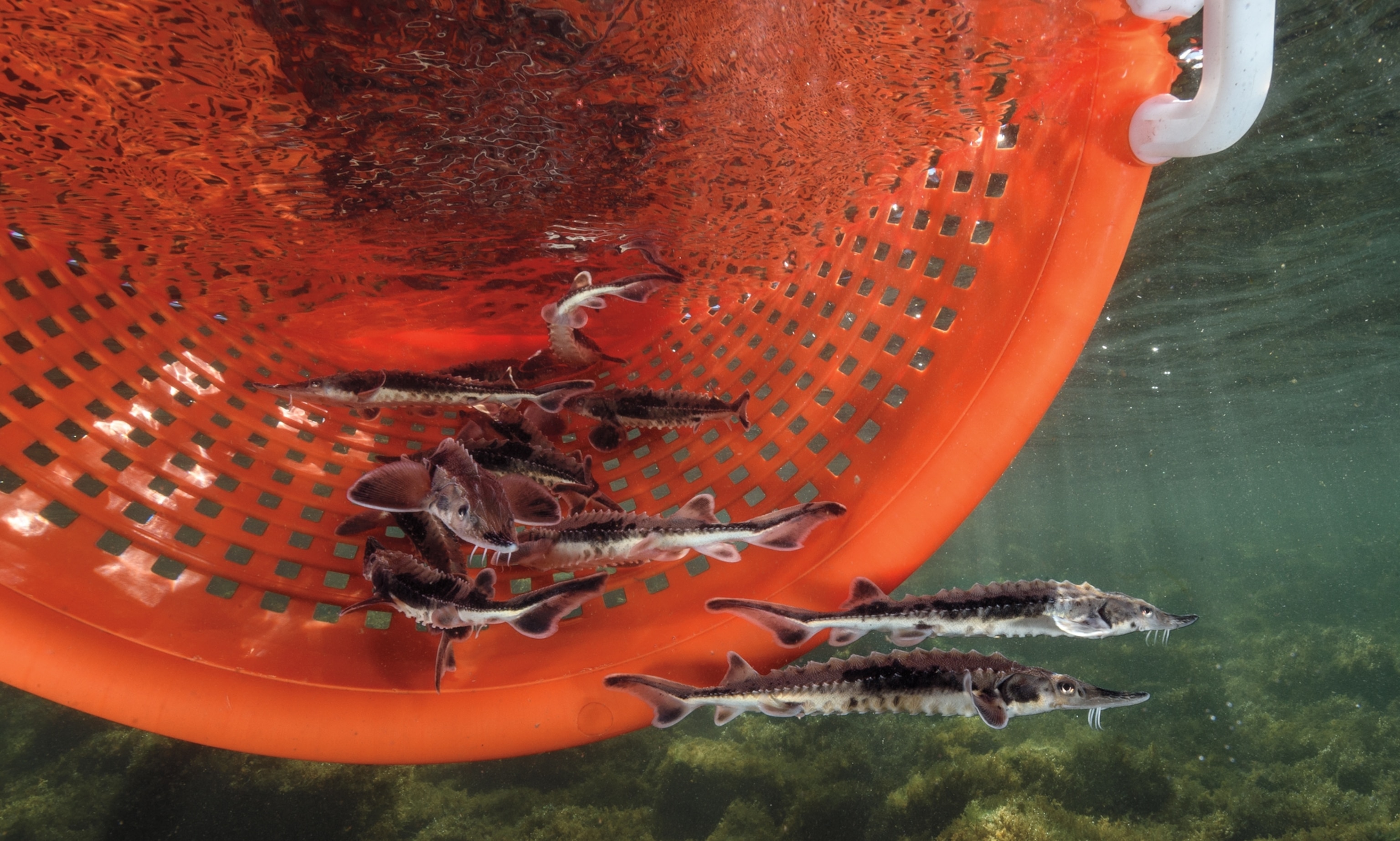 Small live fish are swimming out of an orange basket into a river.
