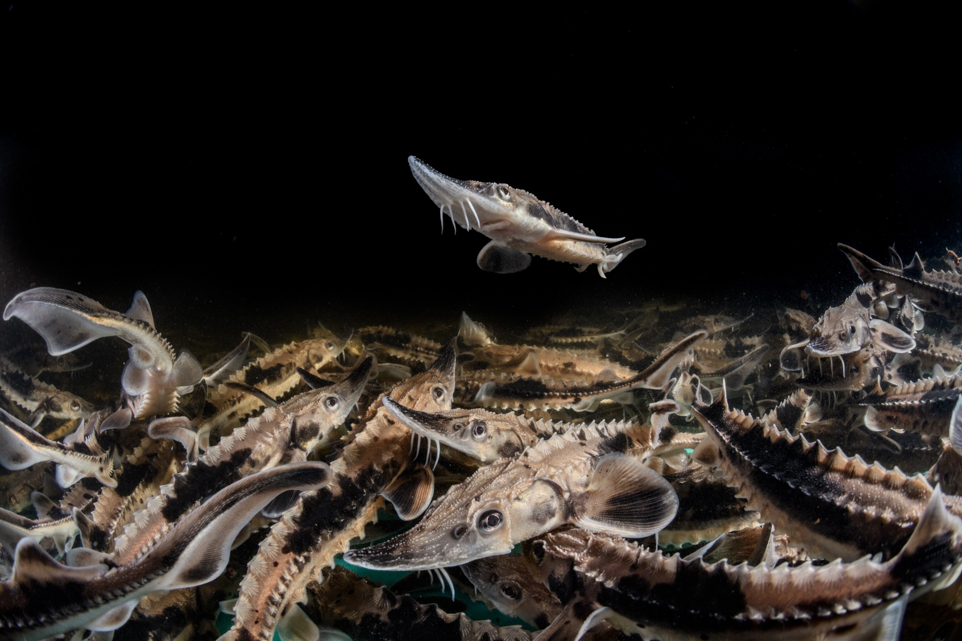 Several fingerlings gather toward the bottom of the frame. One fingerling swims above the crowd.