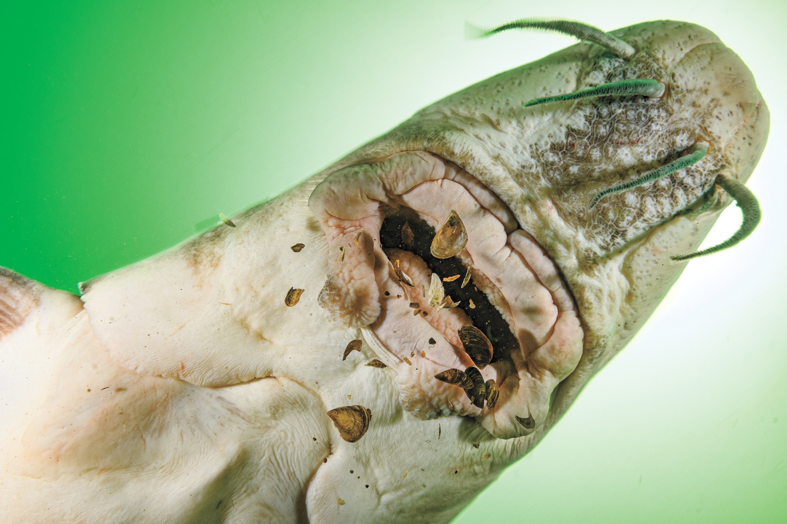 A photograph from below of a sturgeon feeding on invasive zebra mussel.