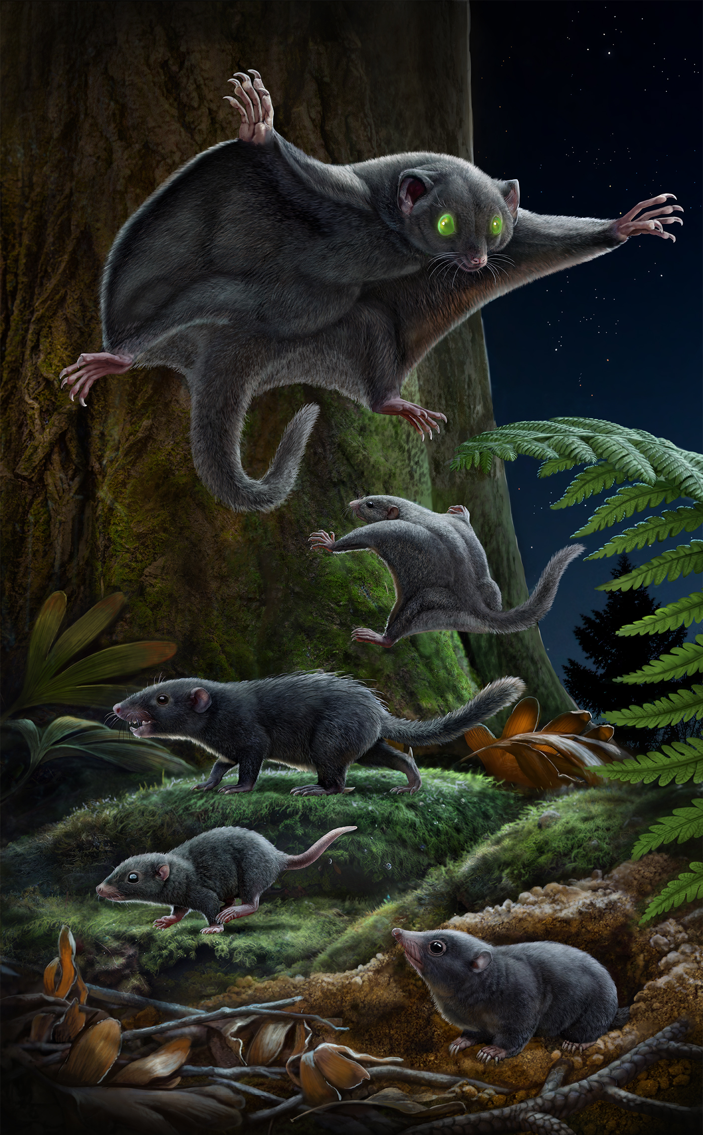 Artistic reconstruction of pelage coloration of five Jurassic mammaliaforms. (Top to bottom) A. fuscus (CUGB-P1901), V. diplomylos (SDUST-V0010), M. mammaliaformis (PMOL-AM00007), and docodontans SDUST-V0006 and SDUST-V0007. The green eyes of A. fuscus are an artistic license of the tapetum lucidum, an intraocular reflecting structure that enhances visual sensitivity, indicating nocturnality. Eutherian SDUST-V0008 from the Lower Cretaceous is not included in this artistic reconstruction. CREDIT: Chuang Zhao and Ruoshuang Li.