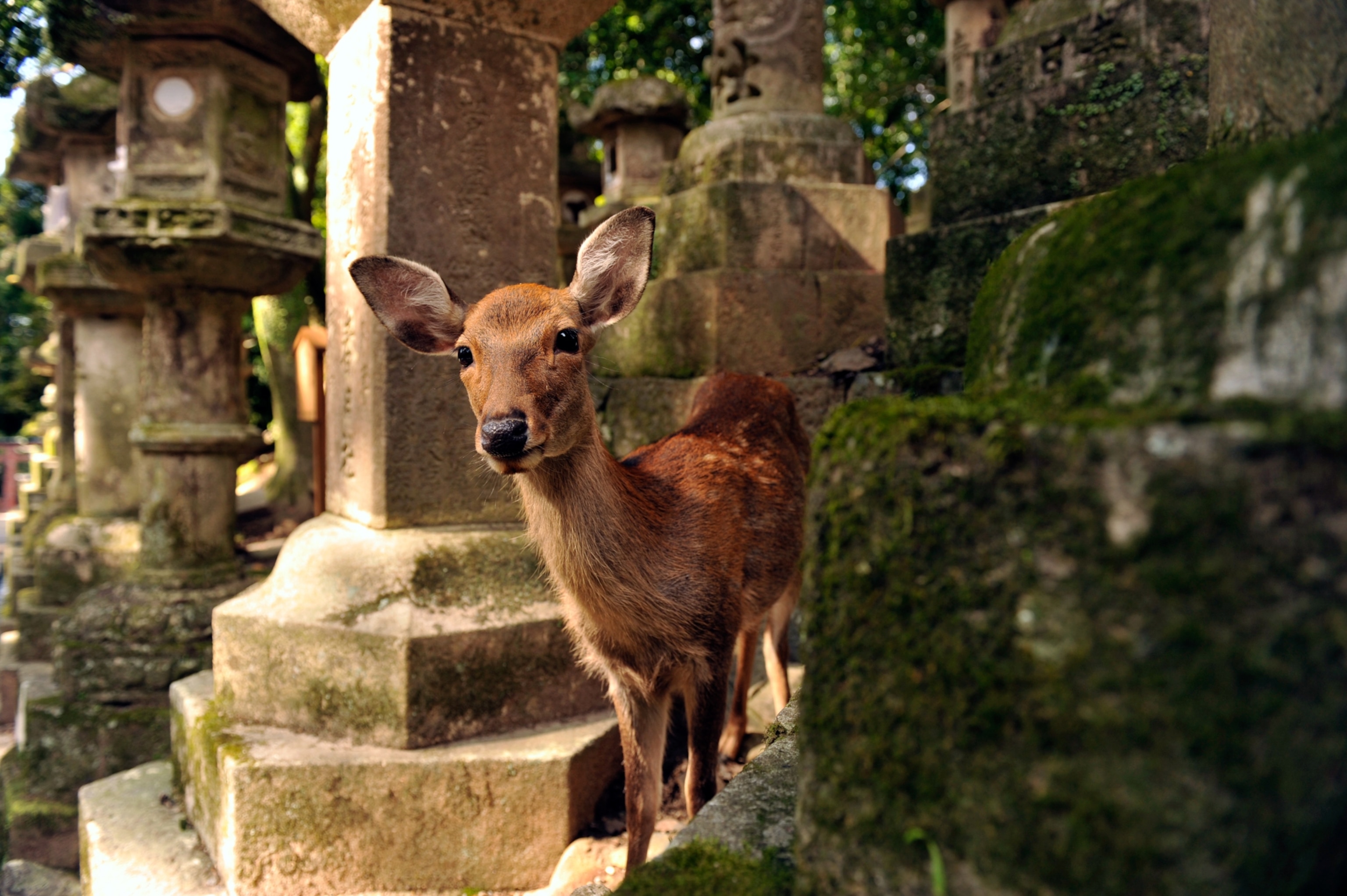 A deer peeks from behind a short green bush.