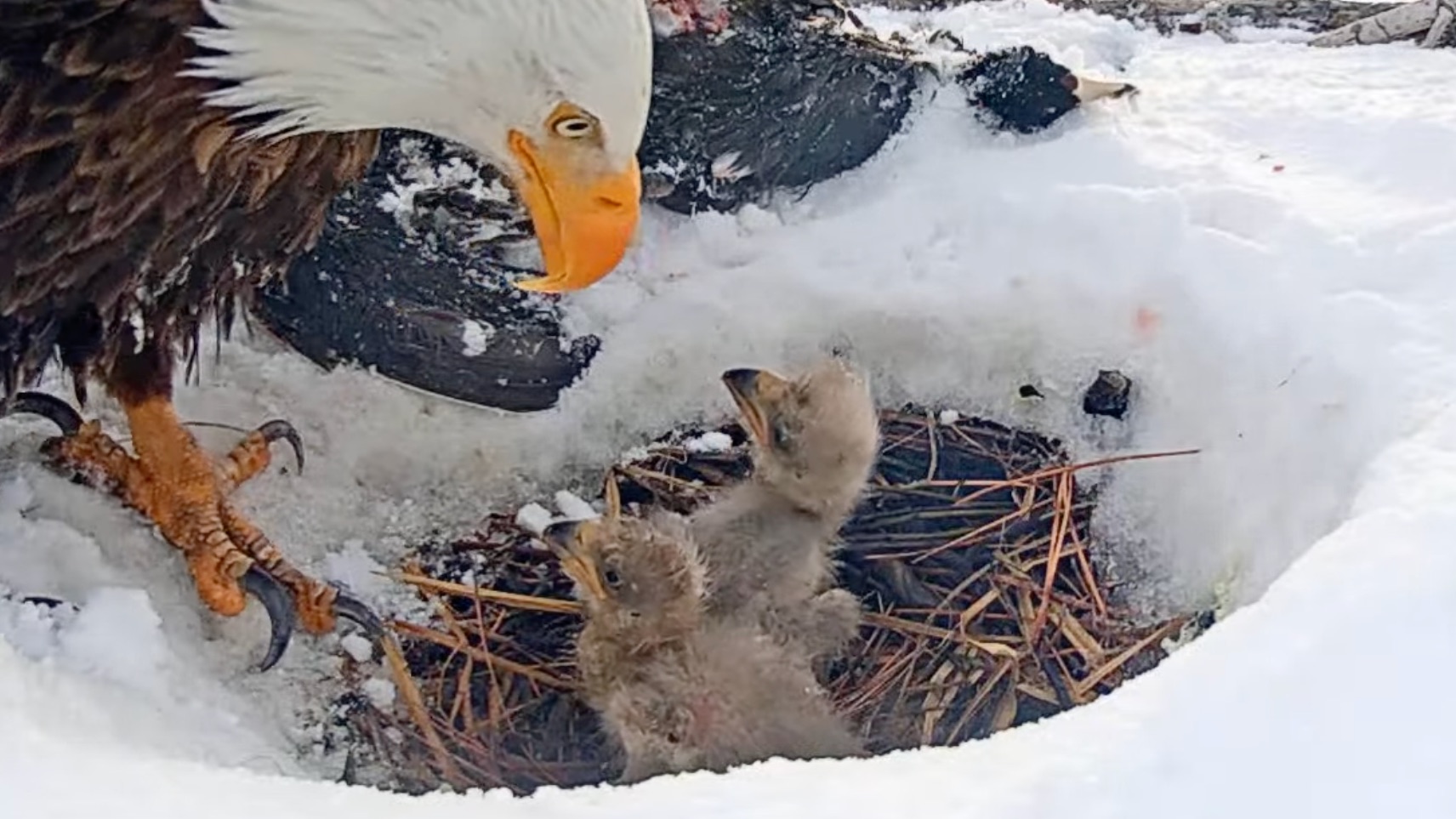 two baby eagles