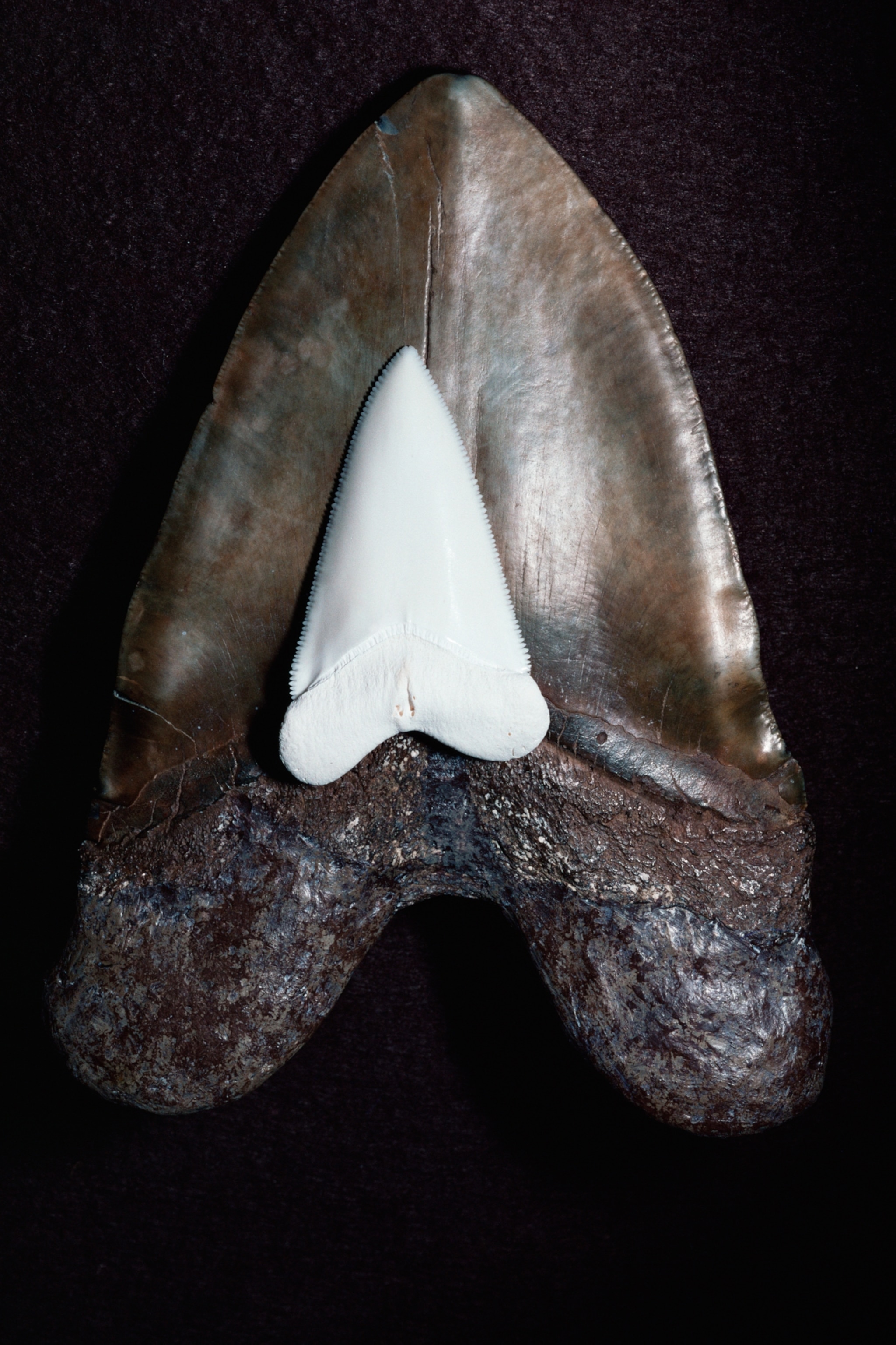 A large white shark's tooth sitting atop a dark shark tooth that is at least 5 times larger.