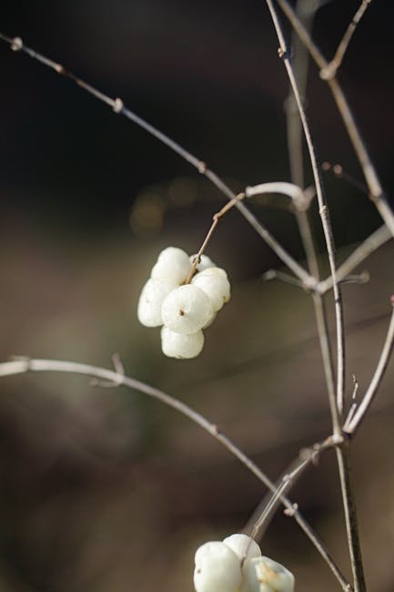 The poison fruit from ‘The White Lotus’ is real—and it attacks the heart