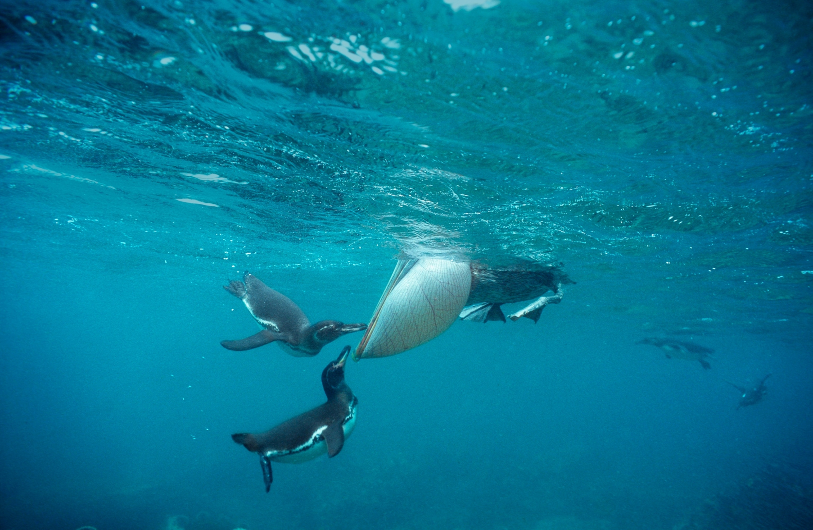 An underwater shot of Galápagos penguins stealing fish from a brown pelican's mouth.