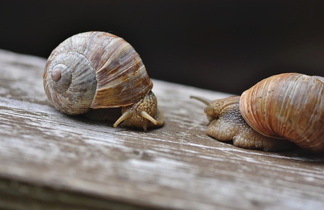 Scaly-foot snail: The armor-plated hermaphrodite with a giant heart that lives near scalding deep-sea volcanoes and never eats