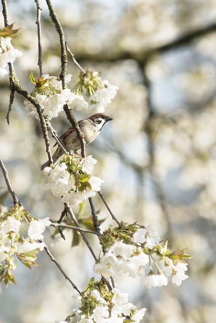 Bird-Watching Is Better When You Unplug