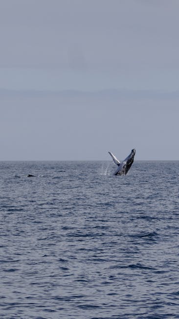 Humpback whales can give birth while migrating thousands of miles