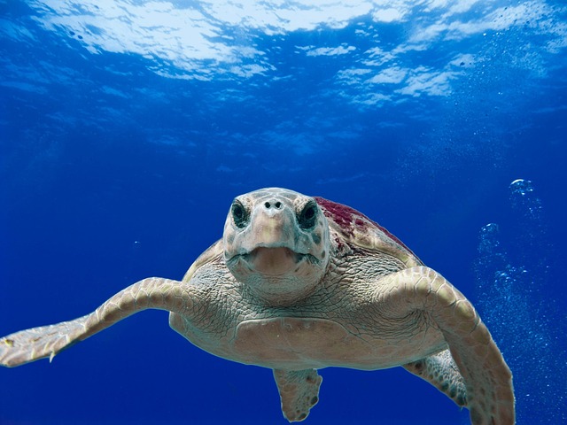 A 302-pound loggerhead sea turtle hit by a boat gets an oversize CT scan, with a surprise