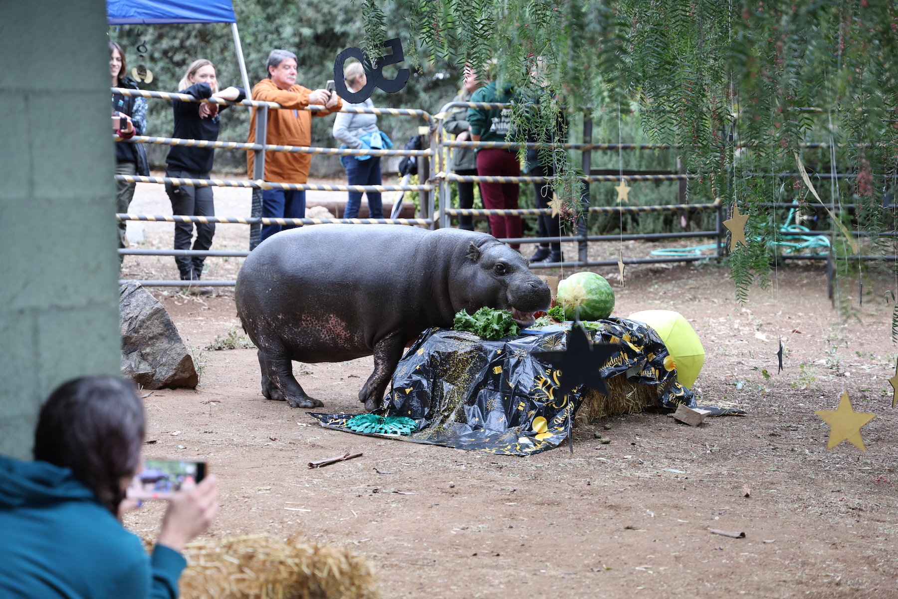 hippo sniff balls surrounded by party decorations