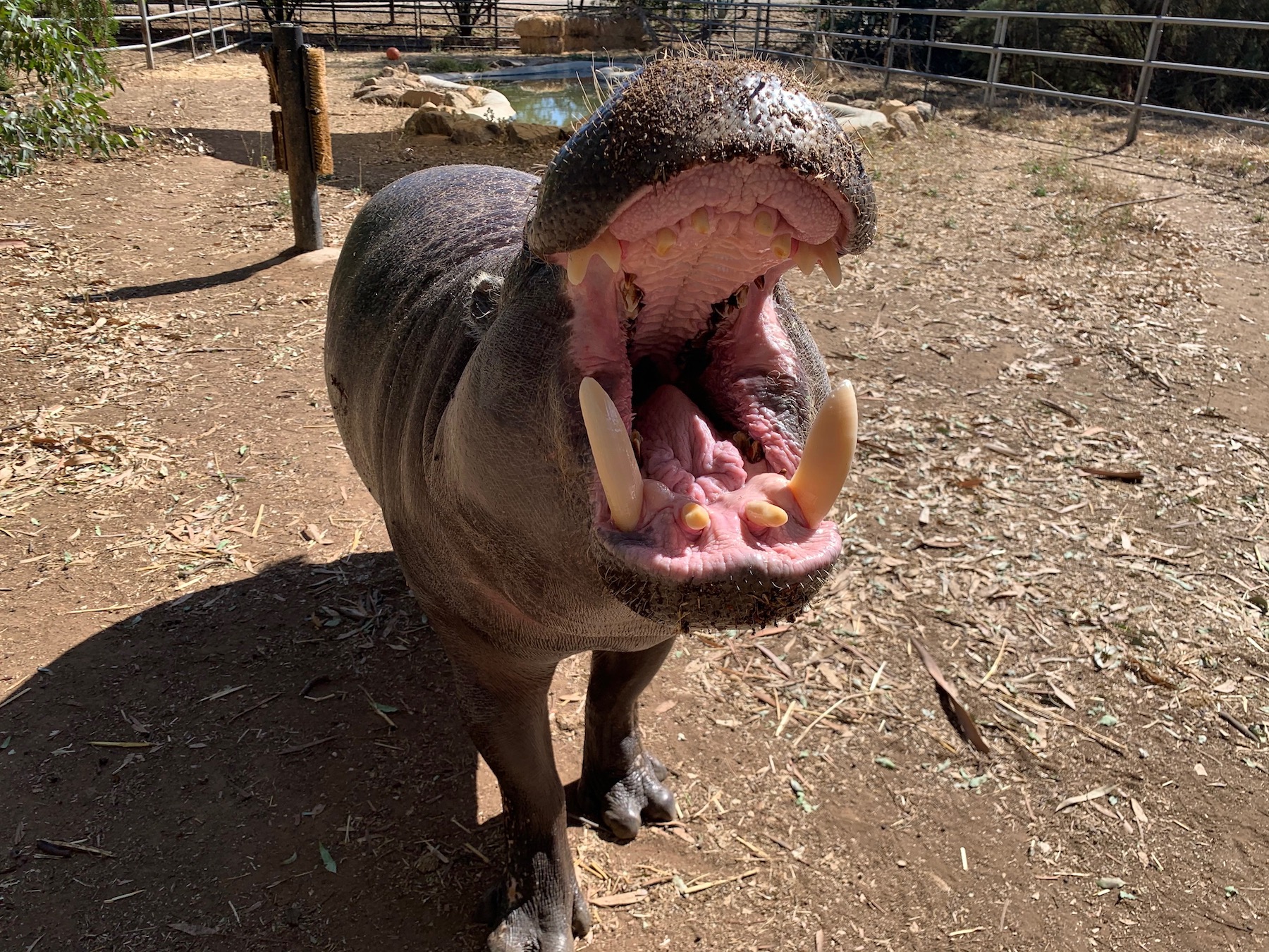 pygmy hippo shows her teeth