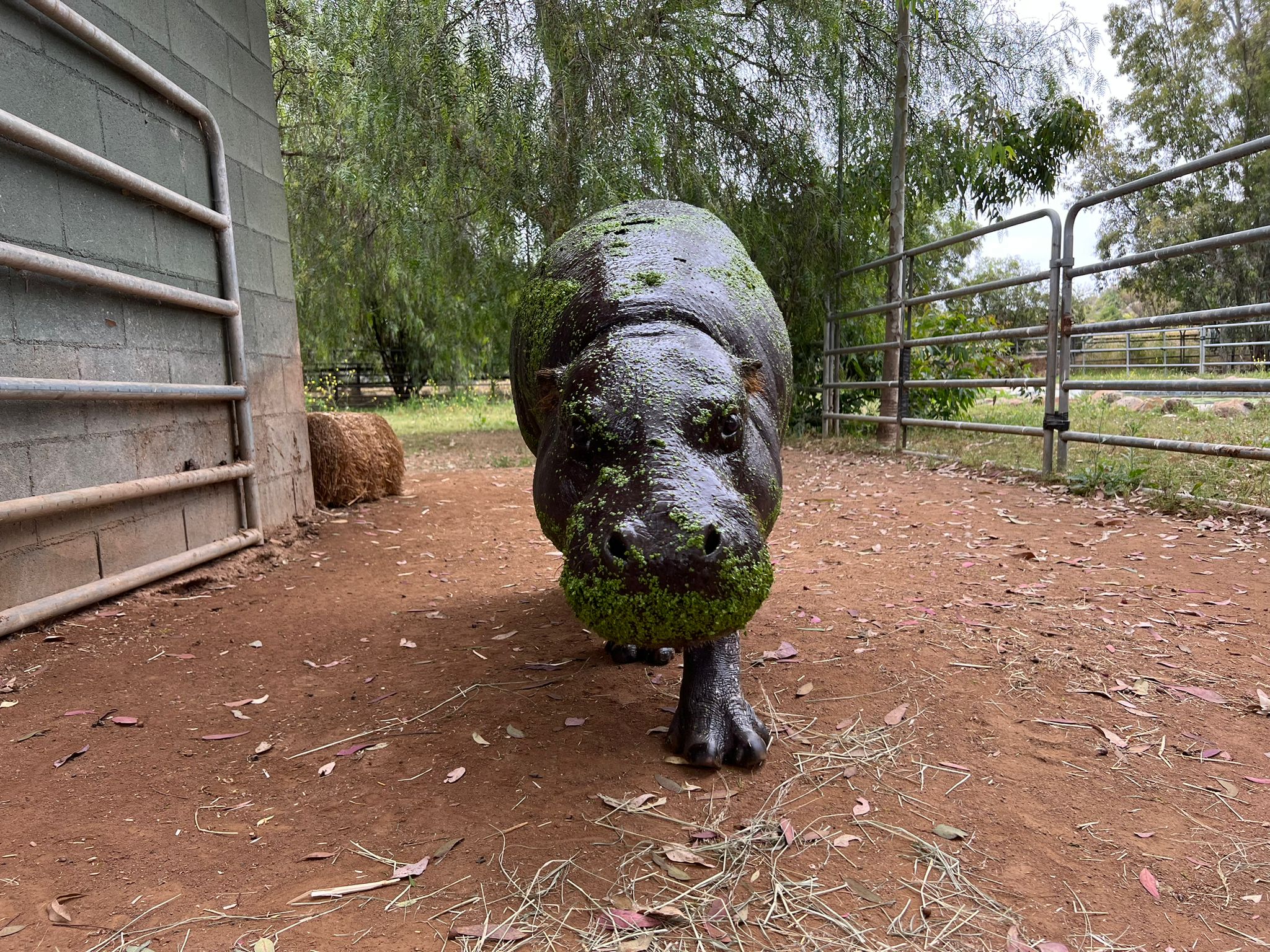 pygmy hippo walks towards the camera with a green beard made of algae
