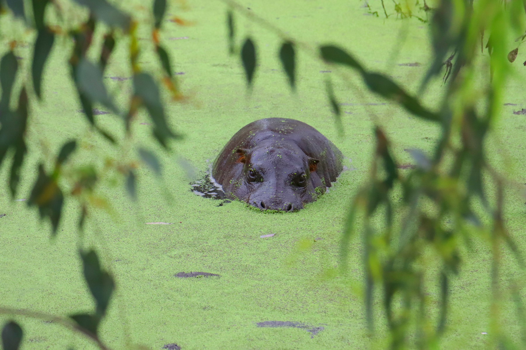 pygmy hippo swims