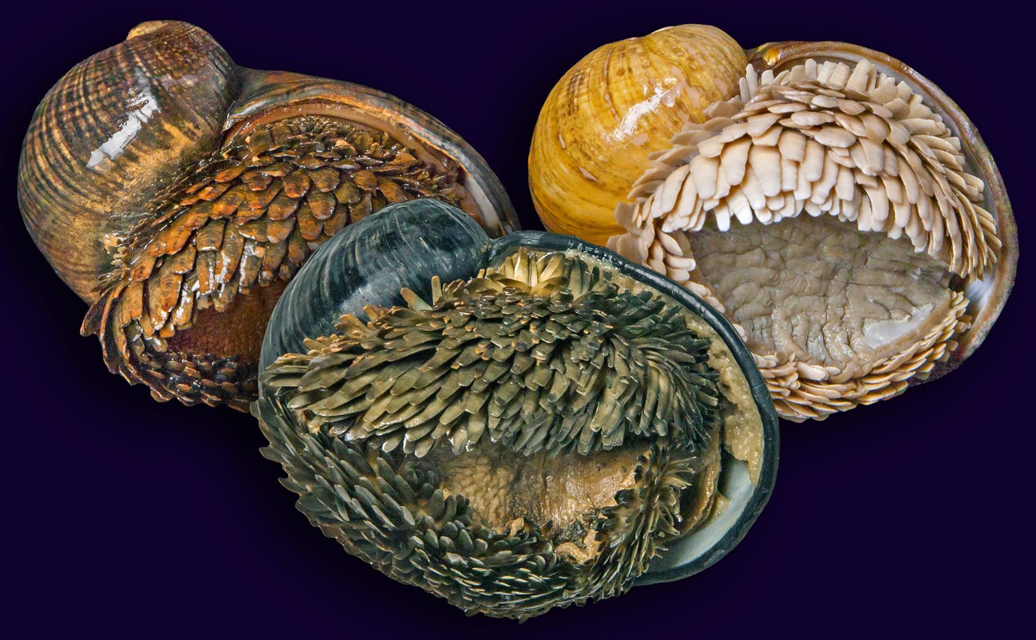 Three snails representing three different populations of the species, Chrysomallon squamiferum.
