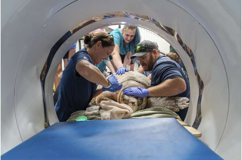 In this photo provided by Marisa Marulli a veterinary team conducts a CAT scan on a sea turtle named Pennywise at an equine center in Wellington, Fla., on Wednesday May, 21, 2025. Credit: Marisa Marulli via AP A 302-pound loggerhead sea turtle hit by a boat gets an oversize CT scan, with a surprise