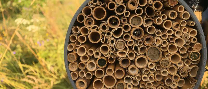 Bees wait asleep in an artificial nest made of reed stems for favorable flight conditions. Different species close their nest entrances with clay or plant debris. Credit: Cristina Ganuza Bees are particularly affected by higher temperatures and more intensive land use