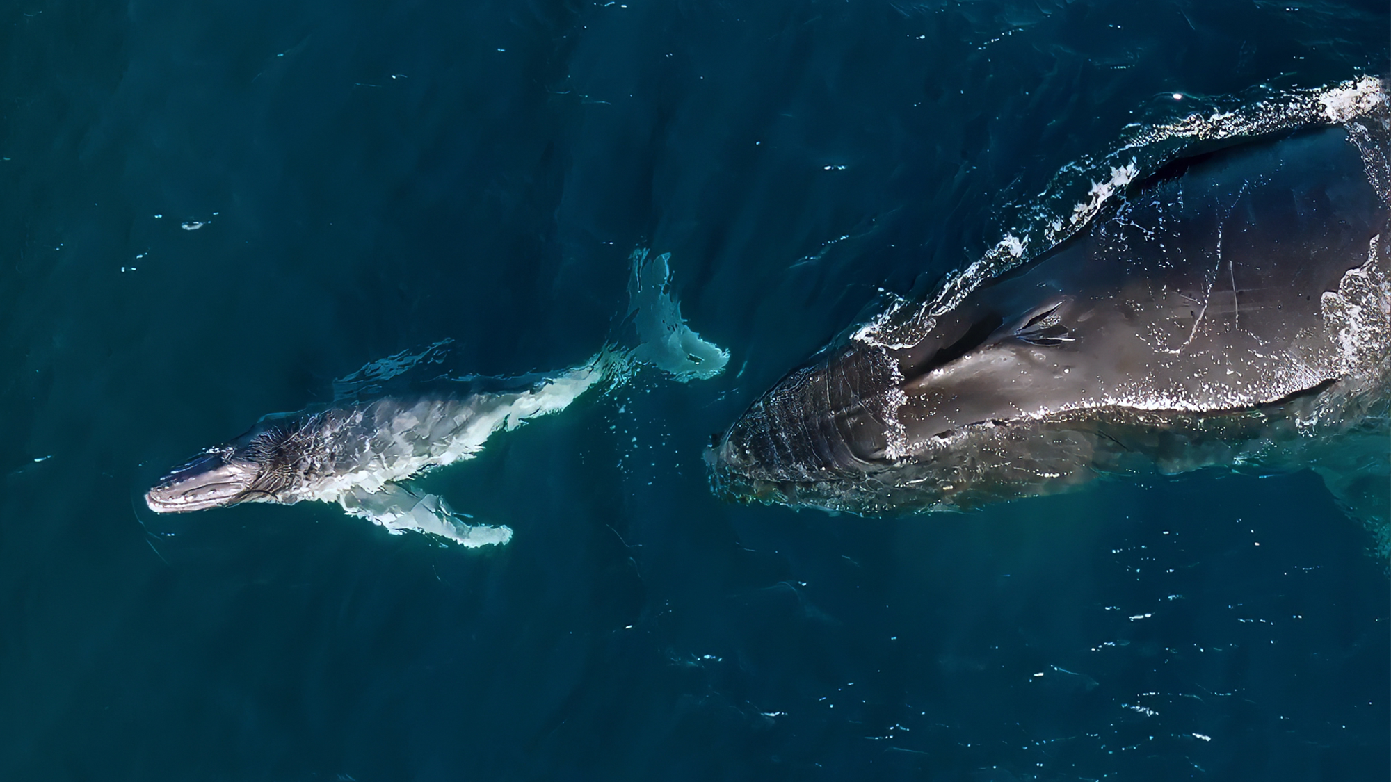 a humpback whale calf swims in front of its mother