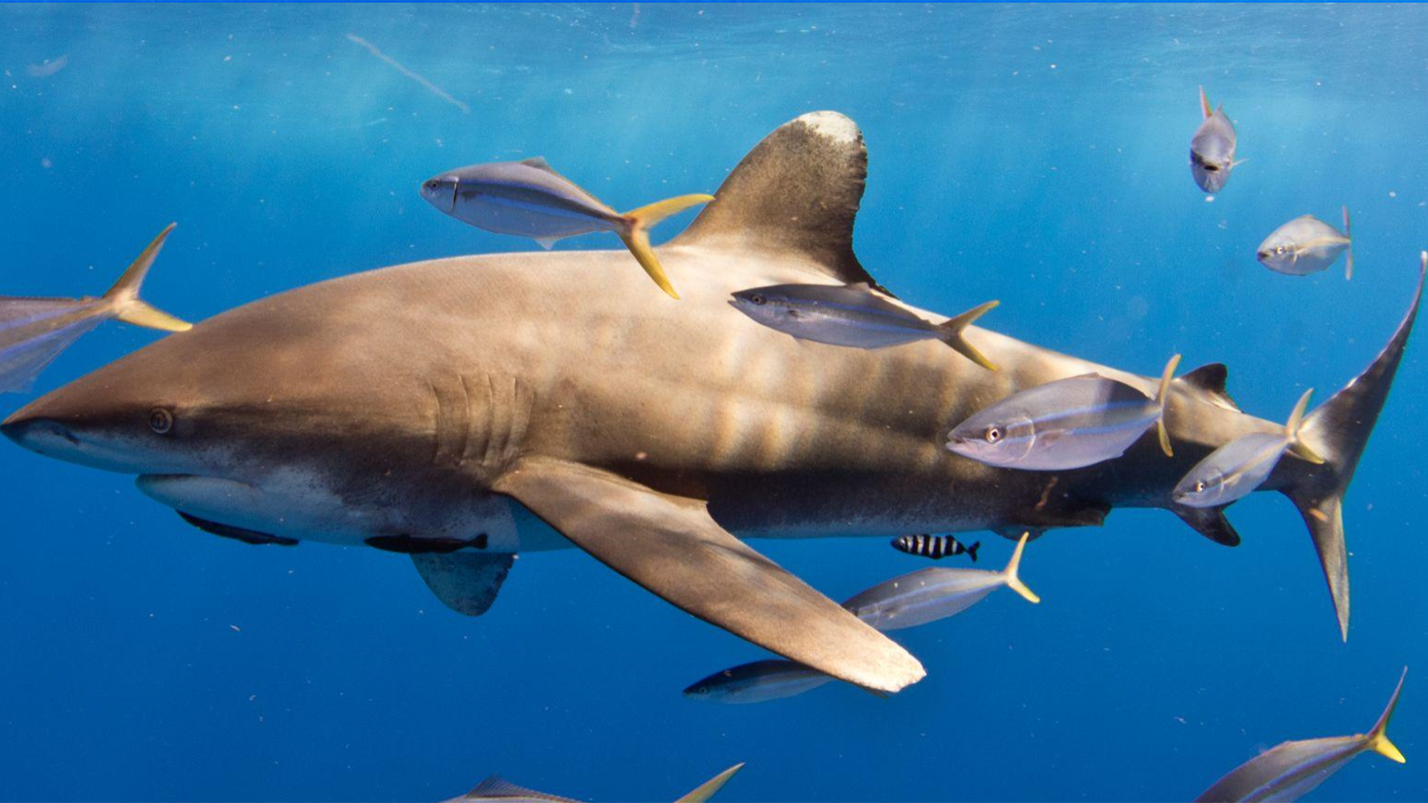 A female oceanic whitetip shark seen feeding on the carcass.