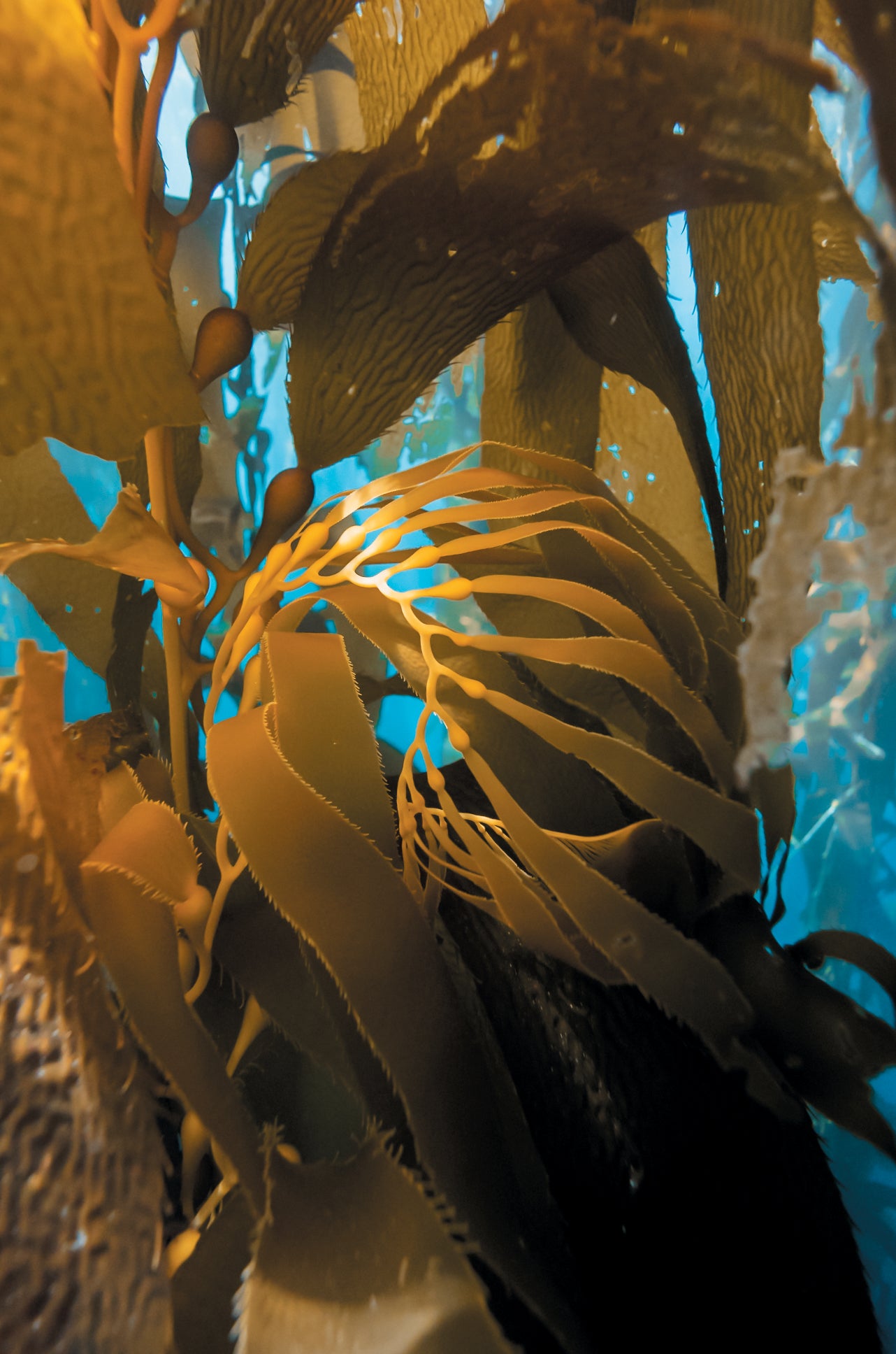Photo of kelp underwater