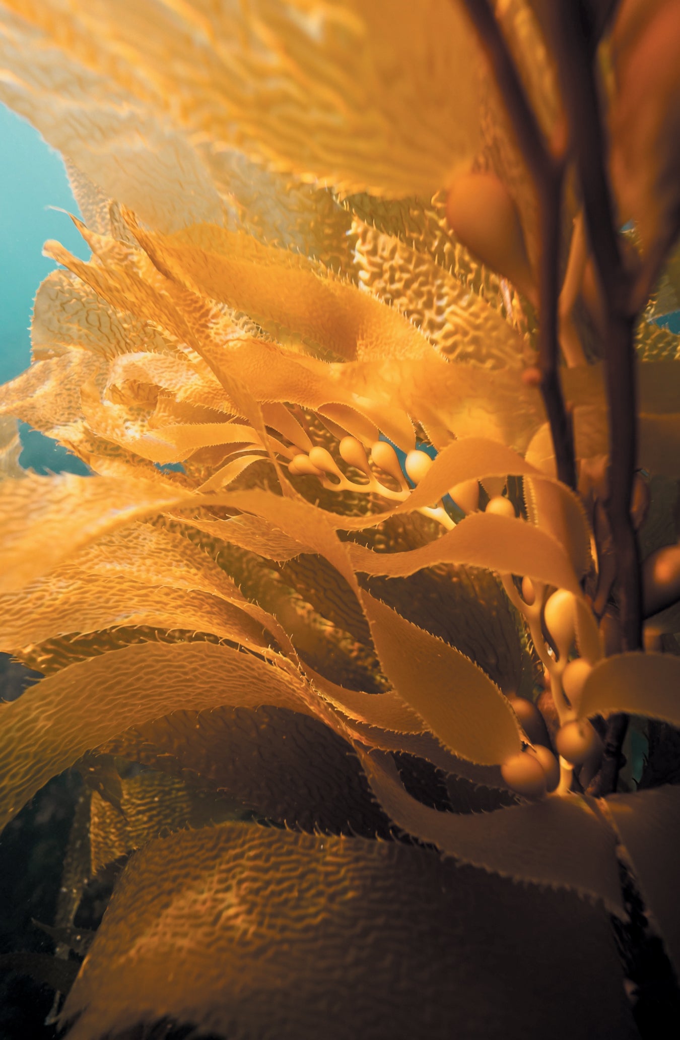 Photo of kelp underwater