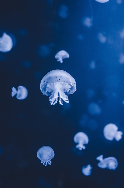 A new ocean is forming in East Africa