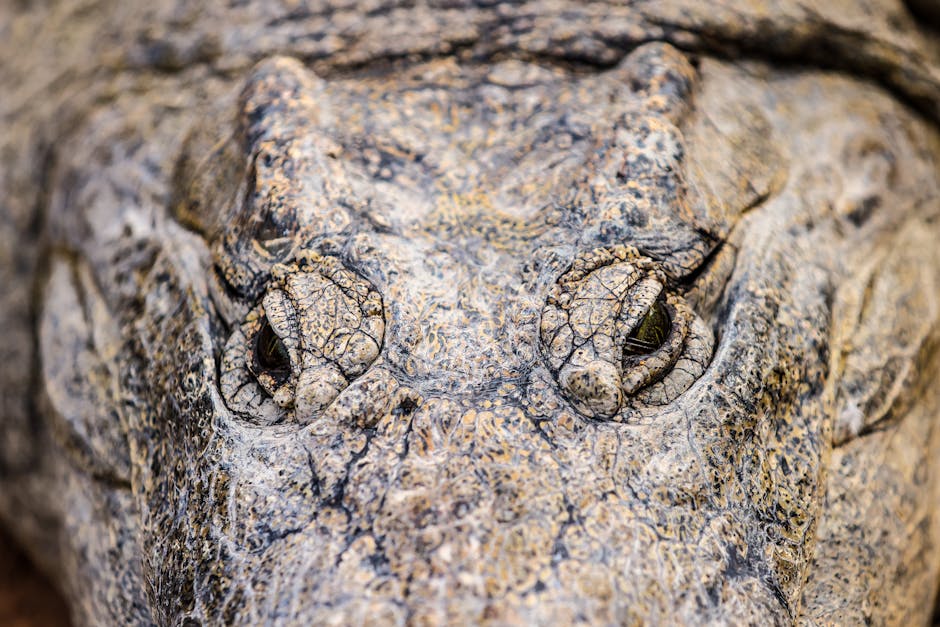 ‘Alligator Alcatraz’: Why Florida’s Native Americans oppose a new migrant facility