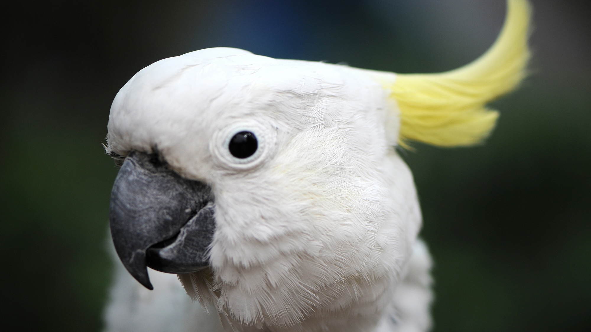 Close up of white cockatoo
