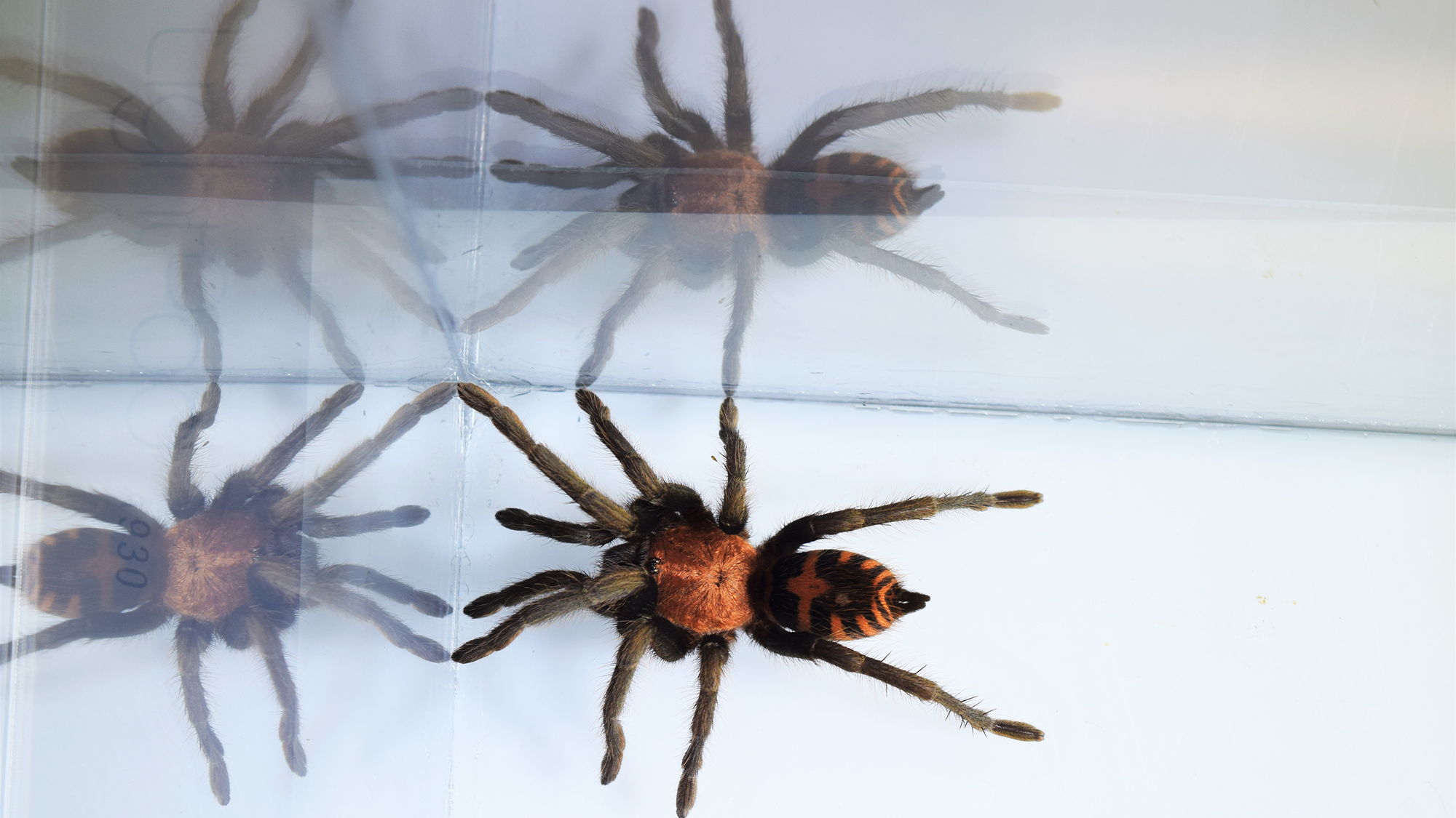 A Guatemalan tiger rump tarantula (Davus pentaloris) in a terrarium with reflections.