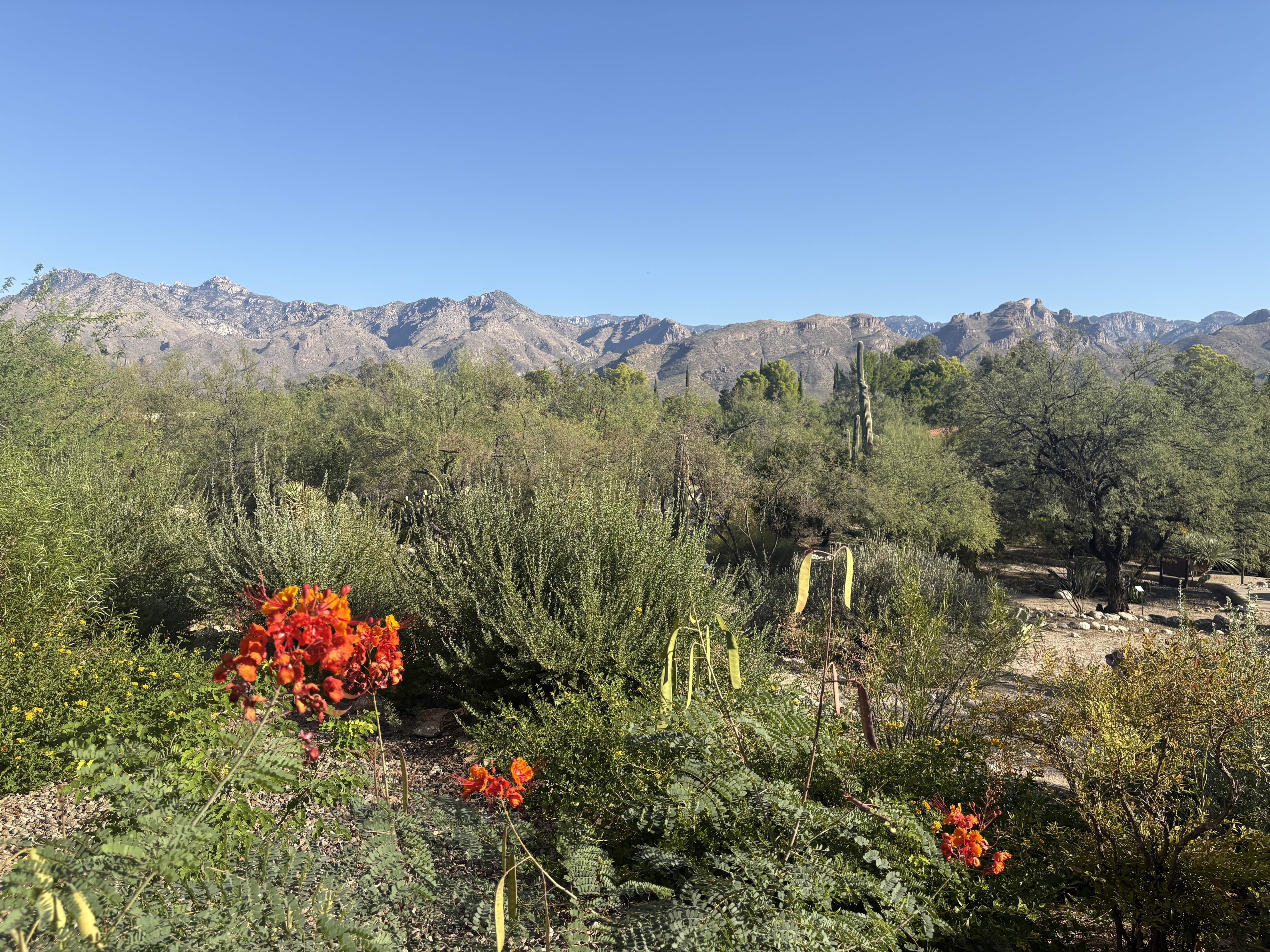 the view from the health center at canyon ranch, tucson, arizona.
