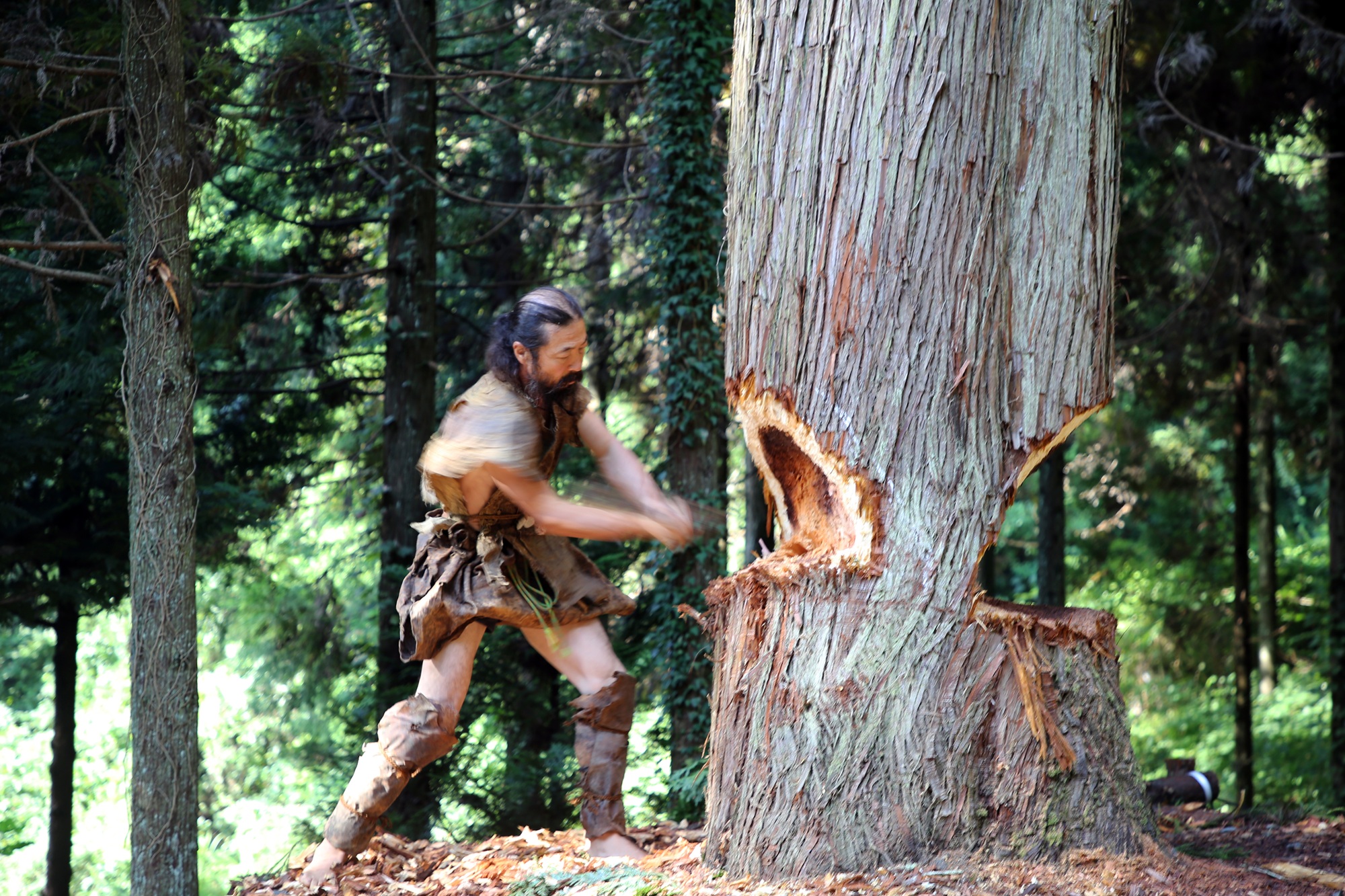 a man wearing paleolithic clothing chops down a large cedar tree