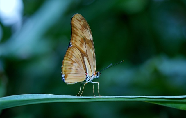 16659 3d printed insects help scientists unlock the secrets of animal mimicry 3D-Printed Insects Help Scientists Unlock the Secrets of Animal Mimicry