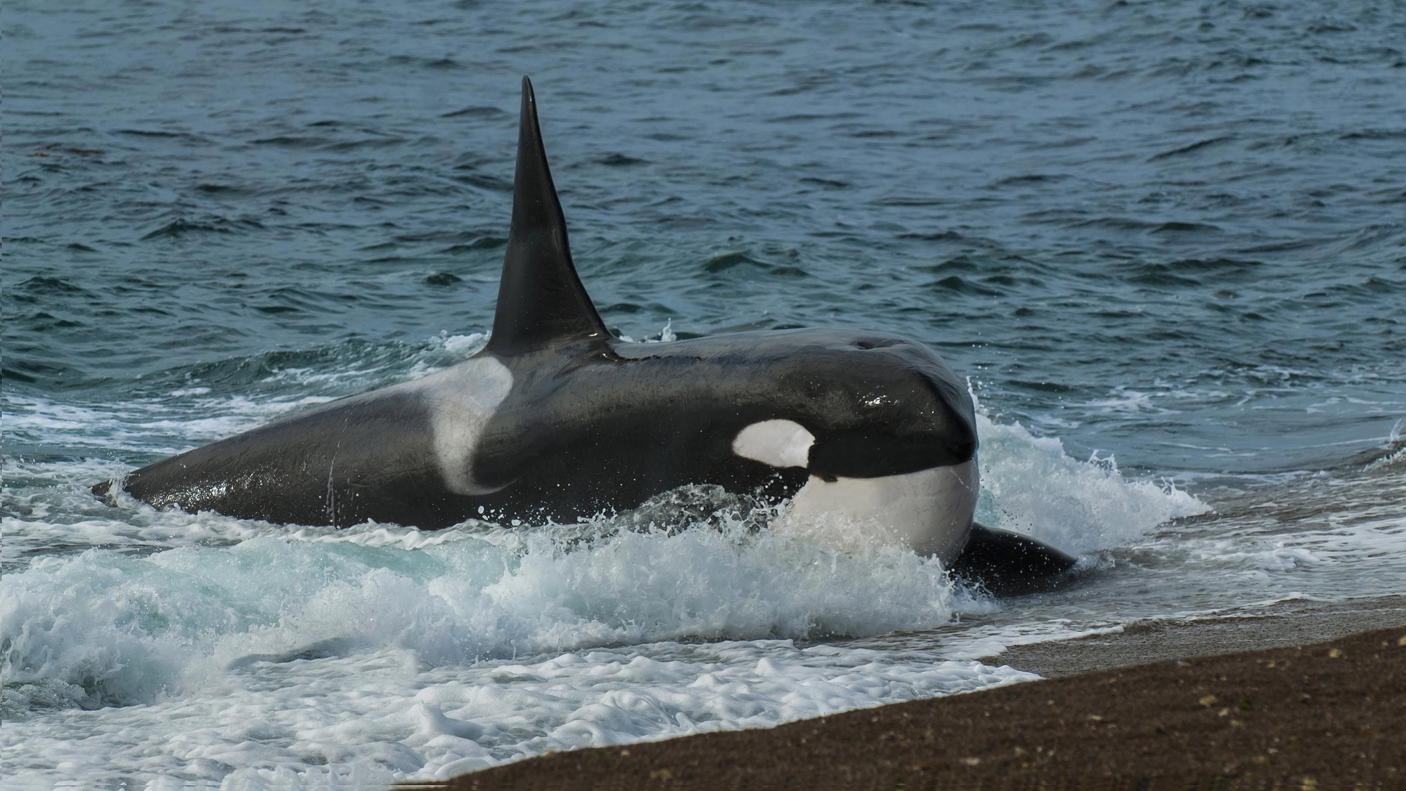 Orca whale on beach
